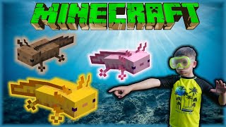 Discover and Learn About Axolotls In Minecraft Family Friendly Survival and In Real life
