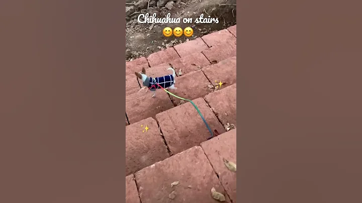 Chihuahua on stairs 😅😀 #shorts #chihuahua #dog #viral #dogs #funny #shortvideo #cute #chihuahuas