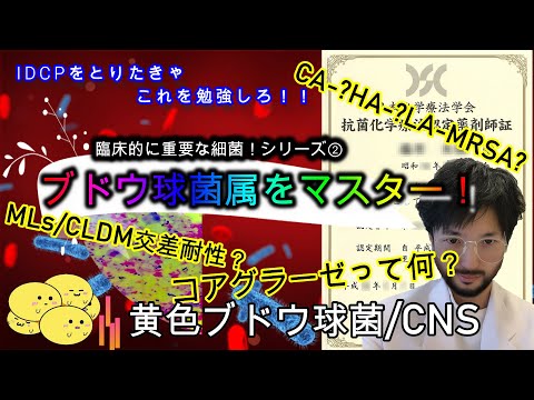 ⑥-②ブドウ球菌属をマスター！(黄色ブドウ球菌/CNS)