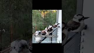 Редкие кадры: кукабарра демонстрирует свою благодарность #Спасение #Птица #Кукабара #Shorts #Доброта