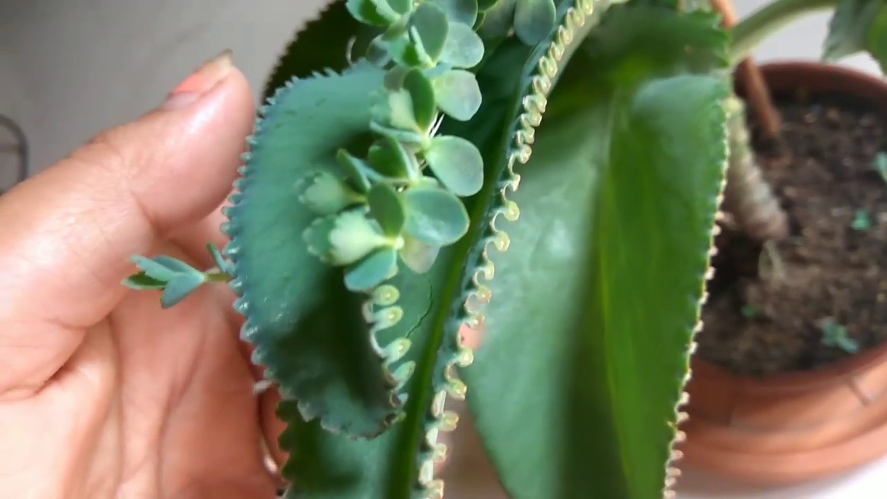 Mother of thousand plant - YouTube