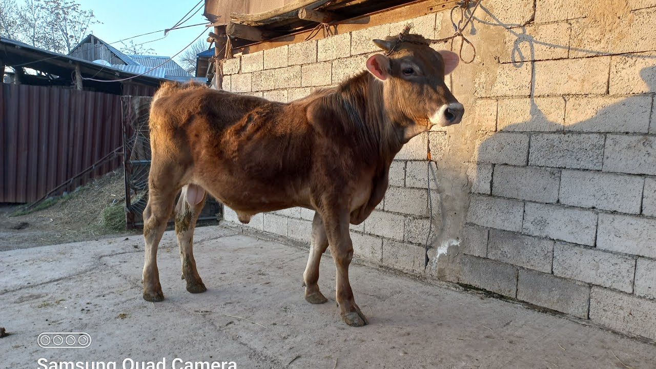 ЧАК НОРЕС 904580010 БАРГАШТ 7 марта 2026 г.