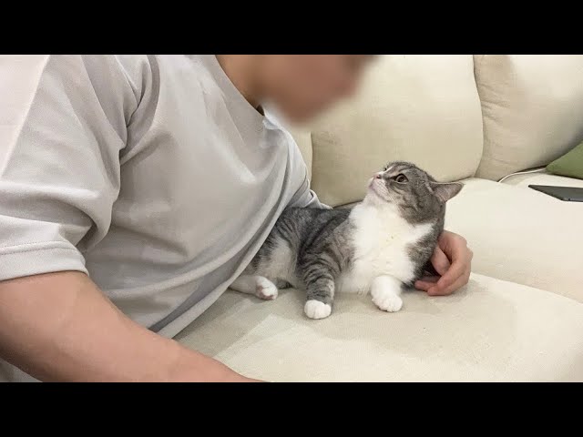 猫に果物ネットをかぶせてみたら反応が…www - YouTube