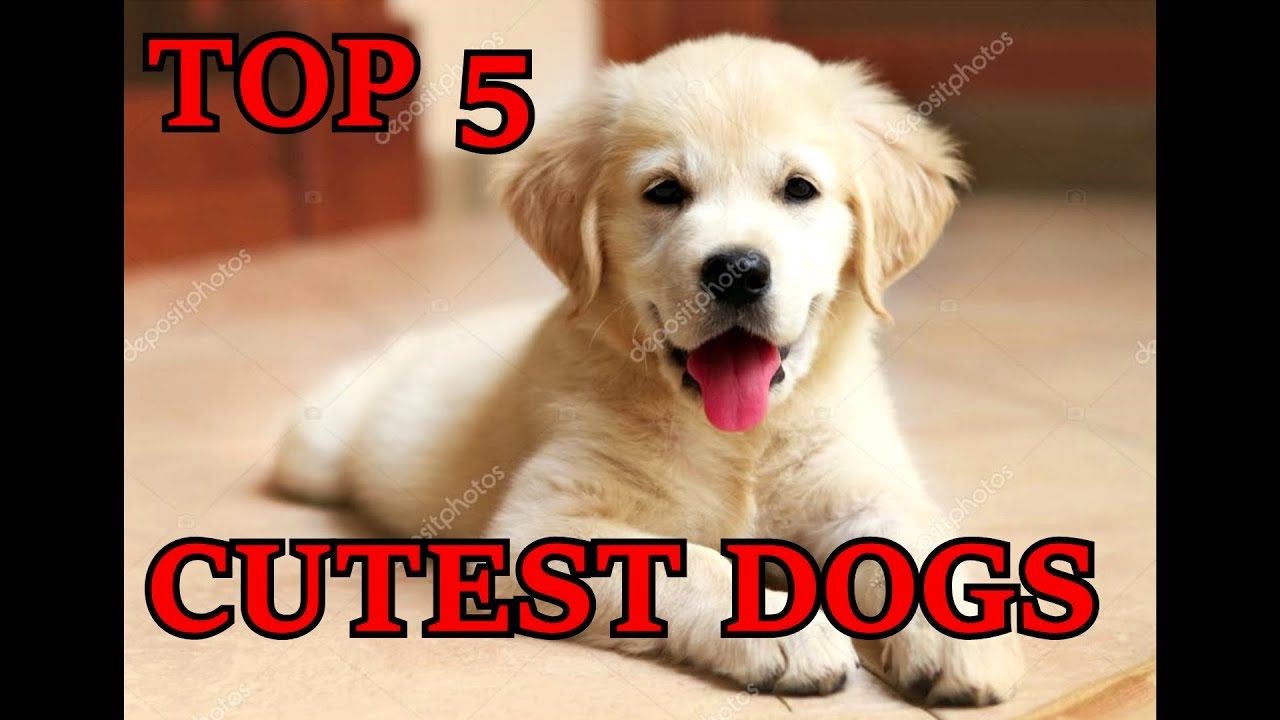 top 5 cutest puppies