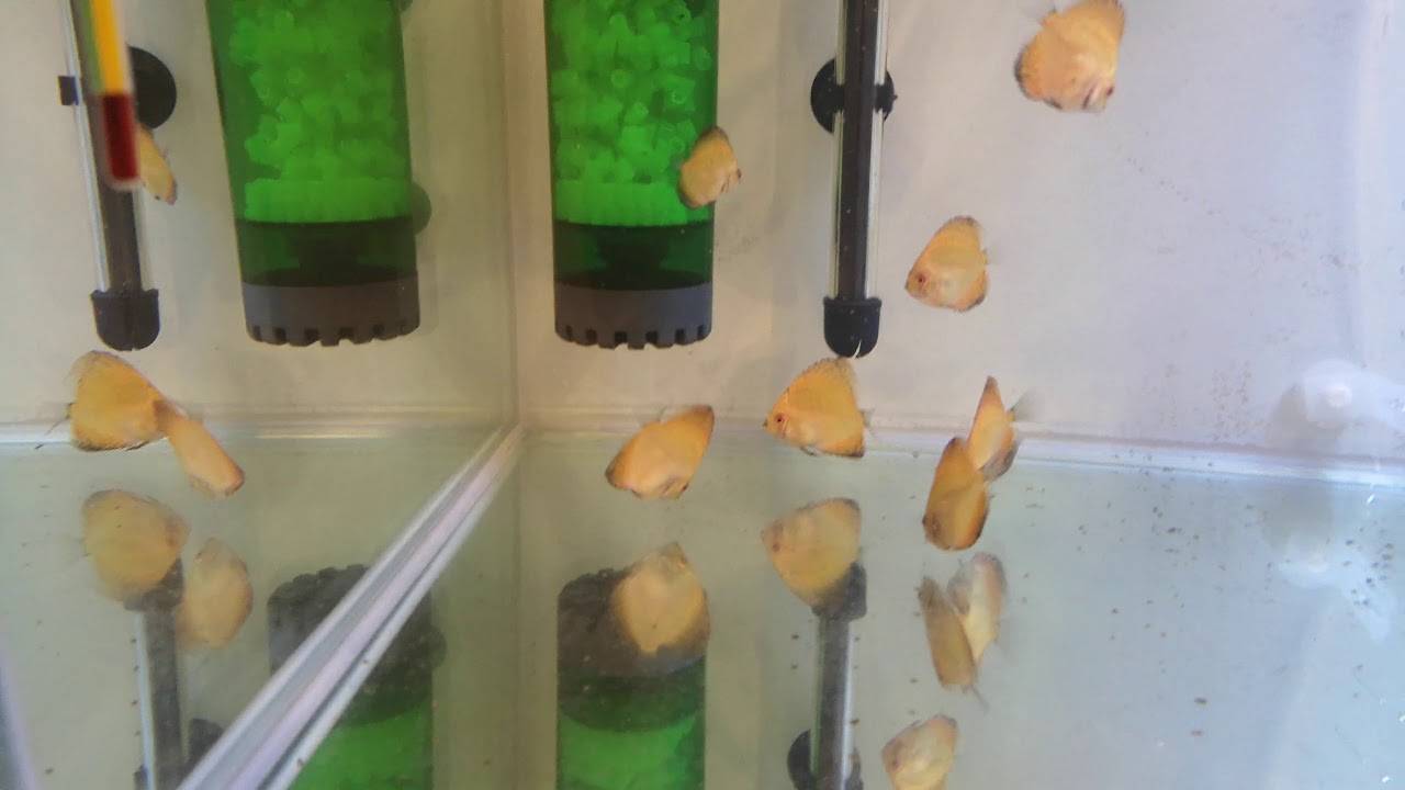 HOBBY Aquaristik Algo Wipe: Borrador De Algas En Dedo Índice Para Acuario, Adecuado Para Zurdos