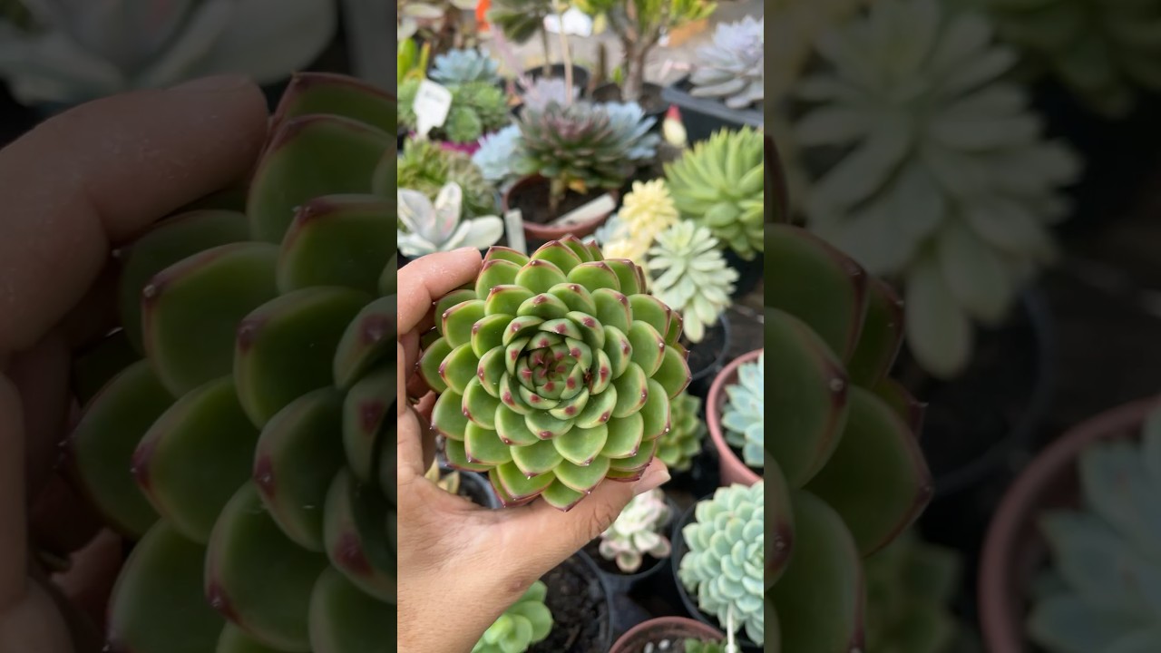 Esse método super seguro para enraizamento 🌱💚