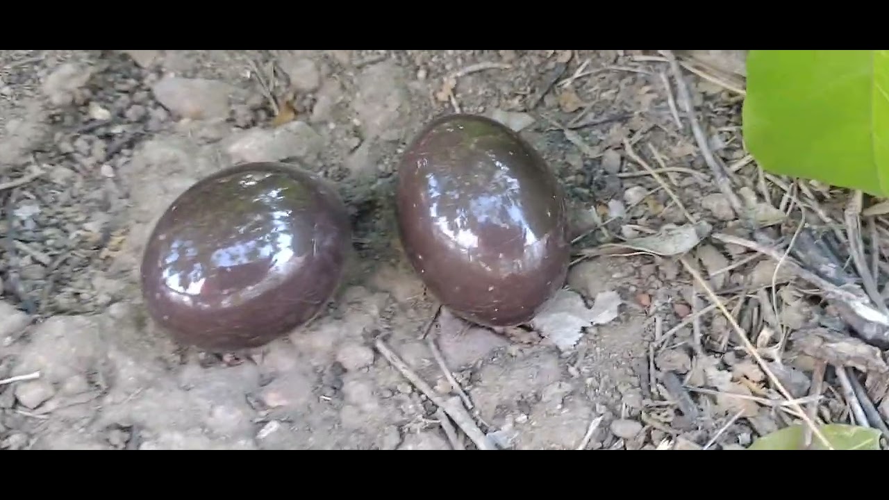 Mostrando o ninho do bacurau e o ninho da kadorna