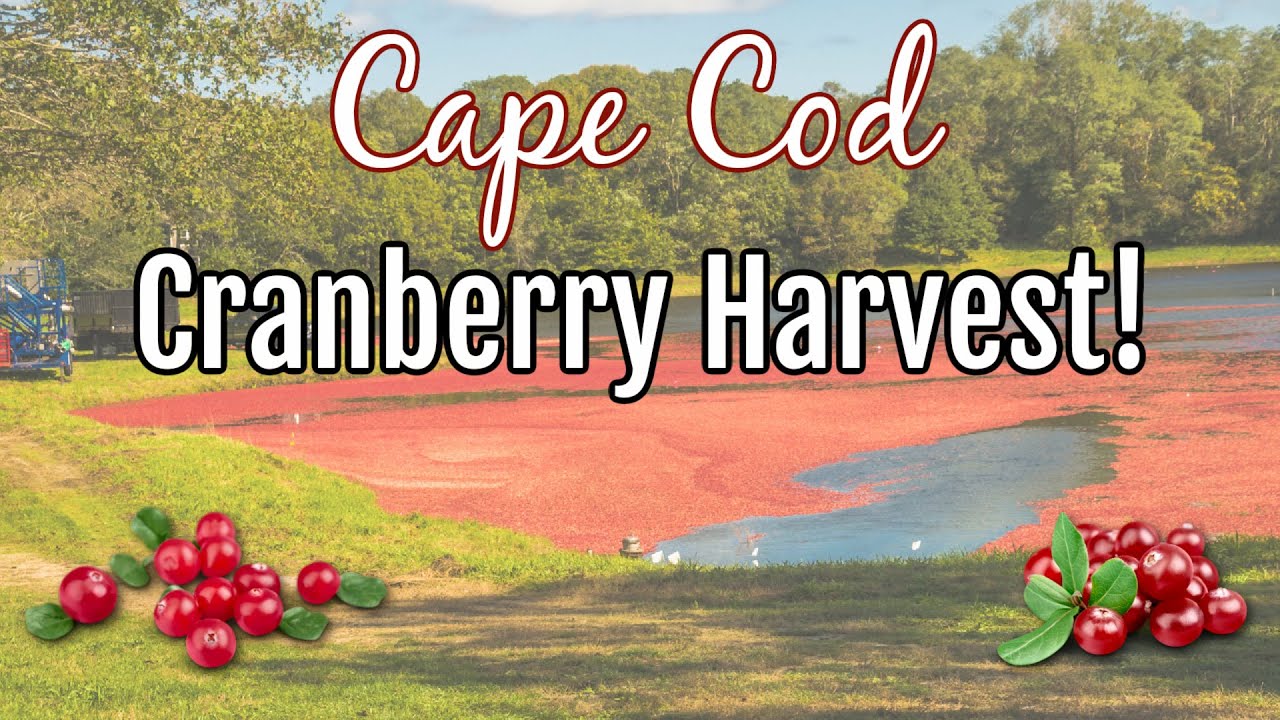Cape Cod Cranberry Harvest 2021 Come Along! YouTube
