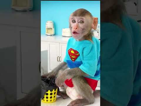 Monkey Baby Shark | Nursery Rhymes & Kids Songs |Bobby Kids Songs #monkey #monkeybaby #animalshome