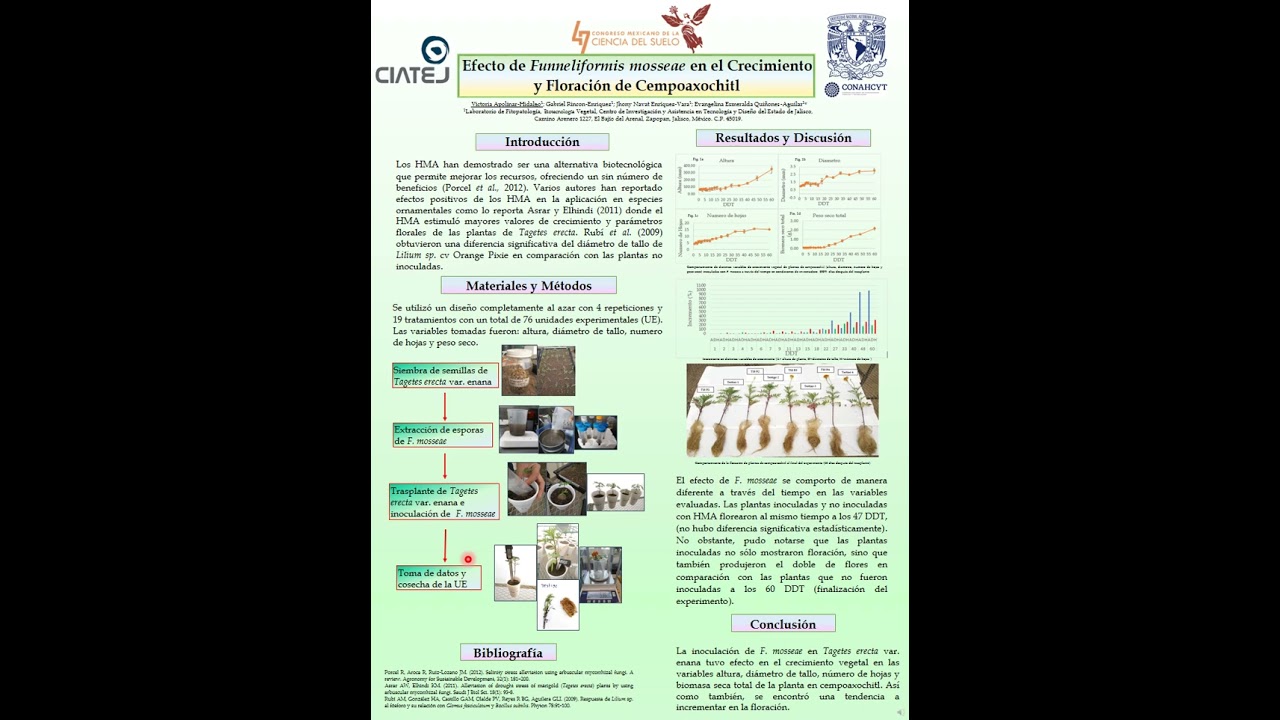 Efecto de Funneliformis mosseae en el Crecimiento y Floración de Cempoaxochitl