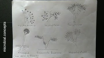 Techniques to study fungi | Mycology |Studying fungi/fungus | MSc Microbiology practical series