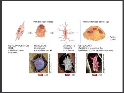 Chapter 6 Bones and Bone Structure Part 2 - YouTube