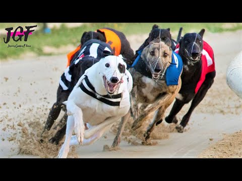 Irish Greyhound Sport Dog Racing