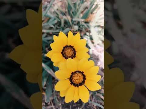جيت علي بالي