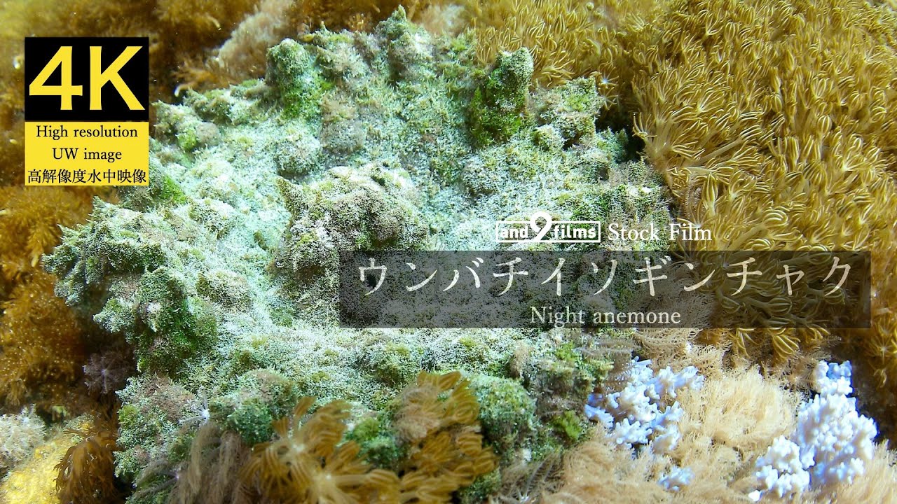 4K 水中映像】ウンバチイソギンチャク / Night anemone / Phyllodiscus