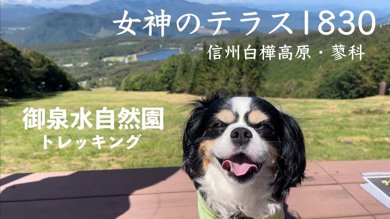 【犬と歩く信州】信州白樺高原・絶景の女神のテラスと森林浴の御泉水自然園をゆく
