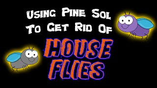 DIY | Using Pine Sol to Get Rid of House Flies