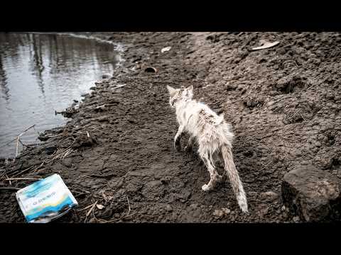 Unable to watch a stray cat starve in winter… he now carries a thousand lives on his shoulders