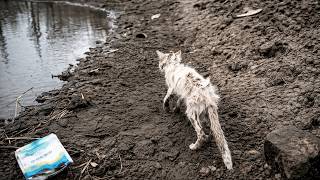 Unable to watch a stray cat starve in winter… he now carries a thousand lives on his shoulders