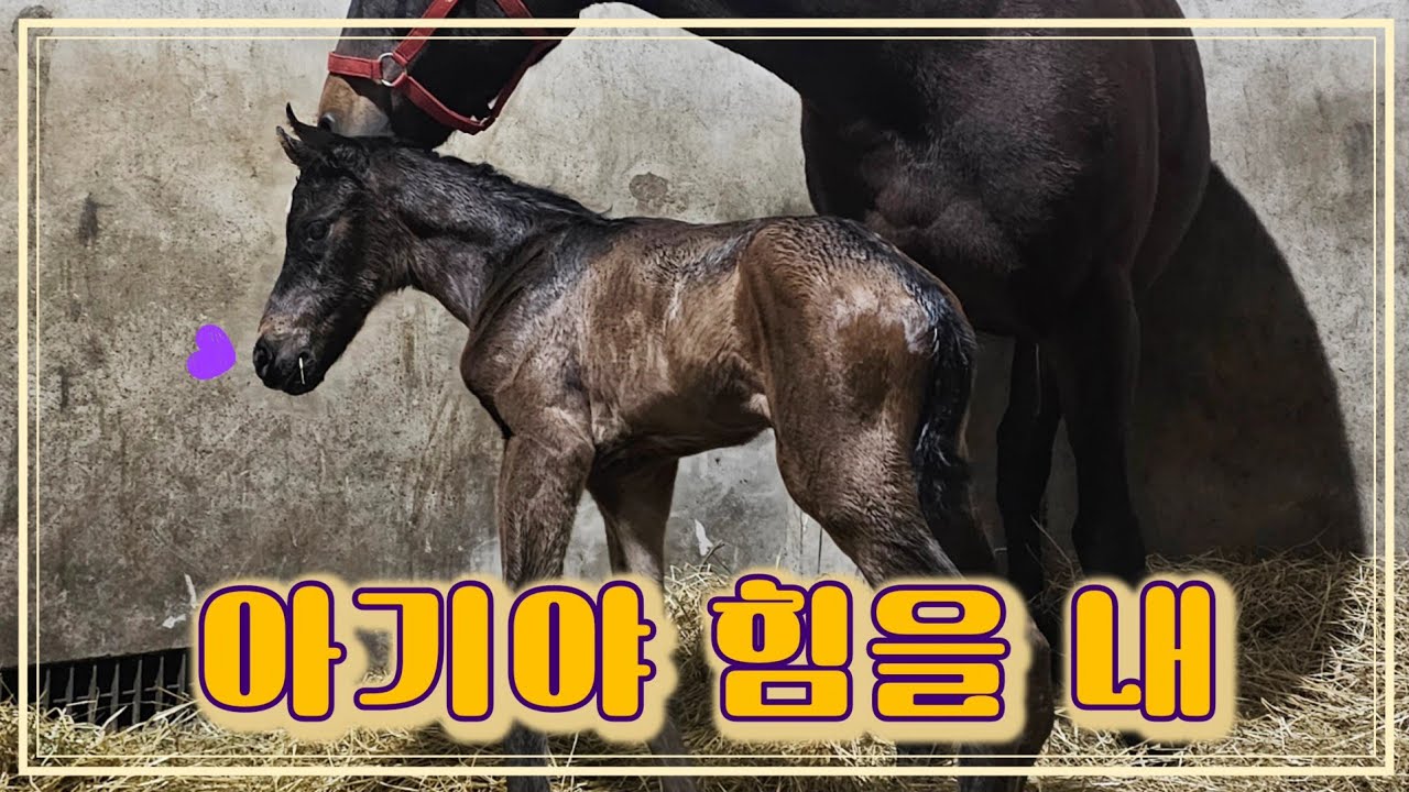 망아지의 탄생💜 태어나자마자 시작된 도전. 이제부터 모든 걸 스스로 해야 된다