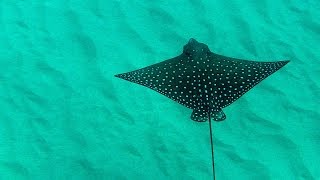 Huge Eagle Ray | DJI Mavic Pro screenshot 4