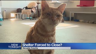 Fate Of Nevada County Animal Shelter Draws Concern