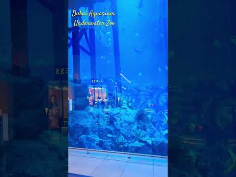 Dubai Aquarium & Underwater Zoo #dubai #dubailife #dubaicity #dubaiaquarium #rdx #shorts