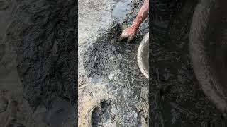 Village People Catch Fishing With Hand From The Mud