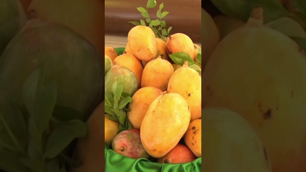 Mango Festival 2025 | Mango 🥭 Festival 2025 