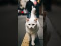 #cat walk new short vedio