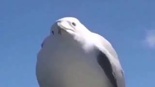 just a bird