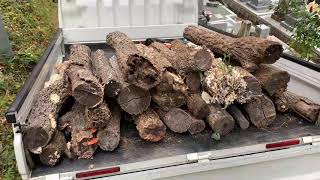 原木しいたけの失敗からの不○投棄