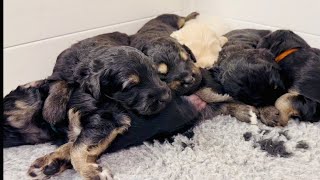 Seven Sleepy Puppies (Two Weeks Old) by Regency Doodles 77 views 8 days ago 1 minute, 24 seconds