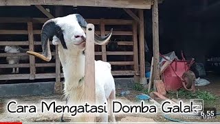 HOW TO DEAL WITH AN AGGRESSIVE SHEEP