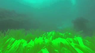 Green Fronds In Baiae