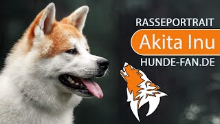 ► Akita Inu [2023] History, Appearance, Temperament, Training, Exercise, Care & Health