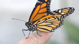 Monarch Butterfly Conservation | Young Living