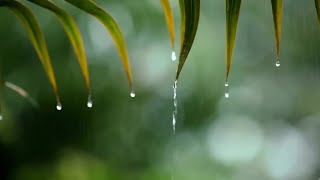 Relaxing Music for Sleep with Rain Sounds for Stress Relief, Peaceful Dreams & Full-Body Relaxation
