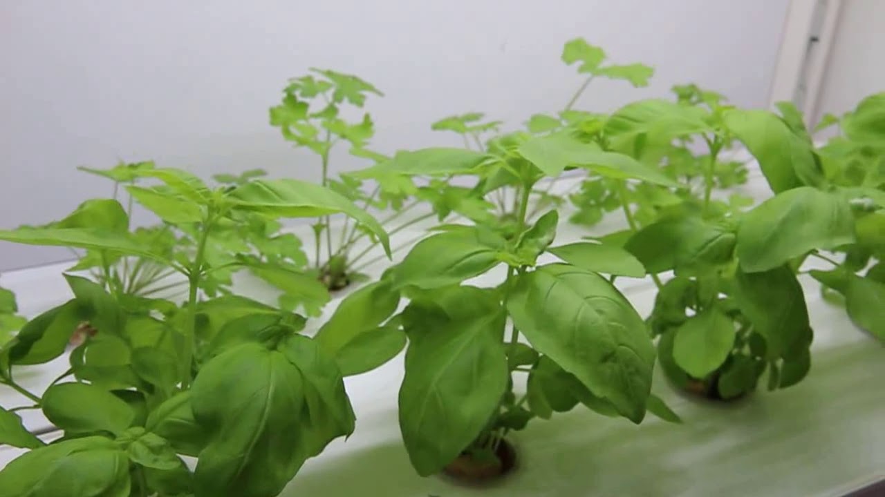 Hydroponics Kitchen Shelf Using Harvy Grow Boxes Youtube