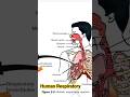 #Human Respiratory#  biology# ytshorts#✍️
