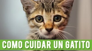 Cómo Cuidar Un Gatito | Cuidados De Un Gato Cachorro