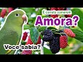 Faz bem dar amora para caturrita? caturrita pode comer amora? Podemos dar amora para caturrita?