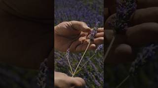 Embark on a sensorial essence of the lavender in the heart of France #DiorBeauty #DiorParfums
