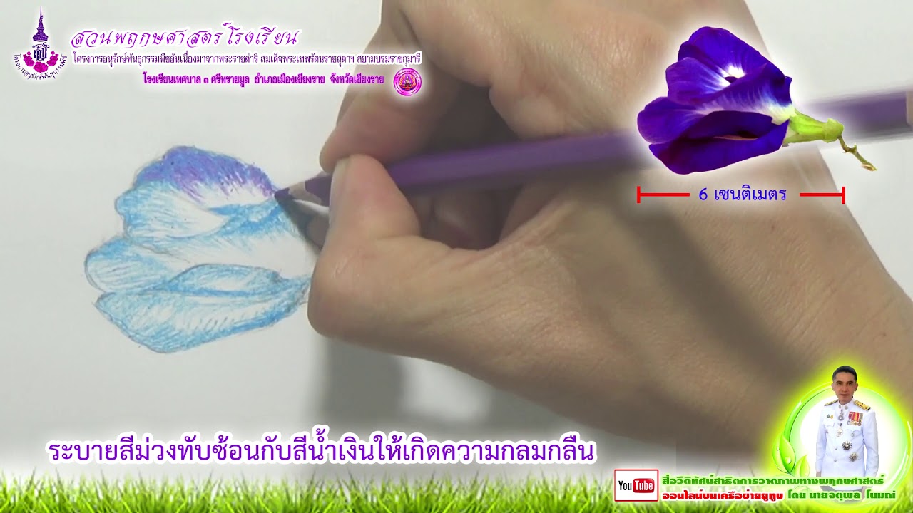 จตุพล  โนมณี สาธิตการวาดภาพทางพฤกษศาสตร์ ดอกอัญชัน