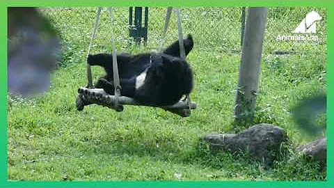 Michael masters the swing... kind of!