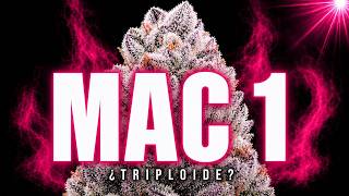 MAC 1: The strain everyone is obsessed with