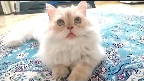 Video 11707541: persian kittens playing funny, persian cat playing