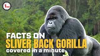 Meet the sliver-coloured hair gorilla! | Silver Back Gorilla in 1 Minute | AnimalSnapz by Animal Snapz 1,535 views 8 months ago 1 minute, 38 seconds