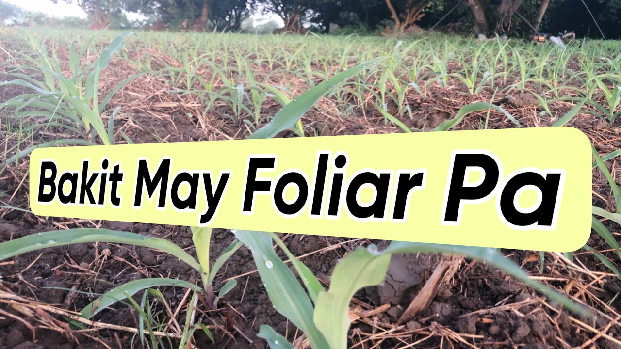 Why Use Foliar Fertilizer for Corn YouTube