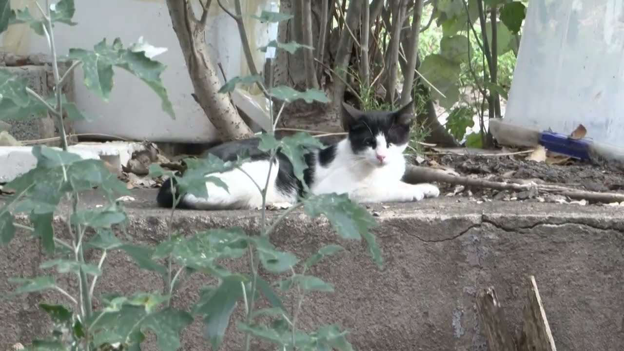 Els gats del solar Raimon Casellas s'allotjaran provisionalment en un nou espai